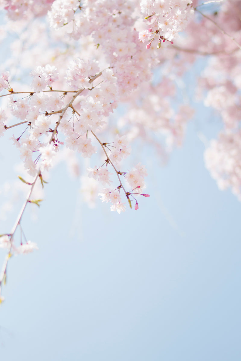 Cherry blossoms - photo credit Tomoko Uji