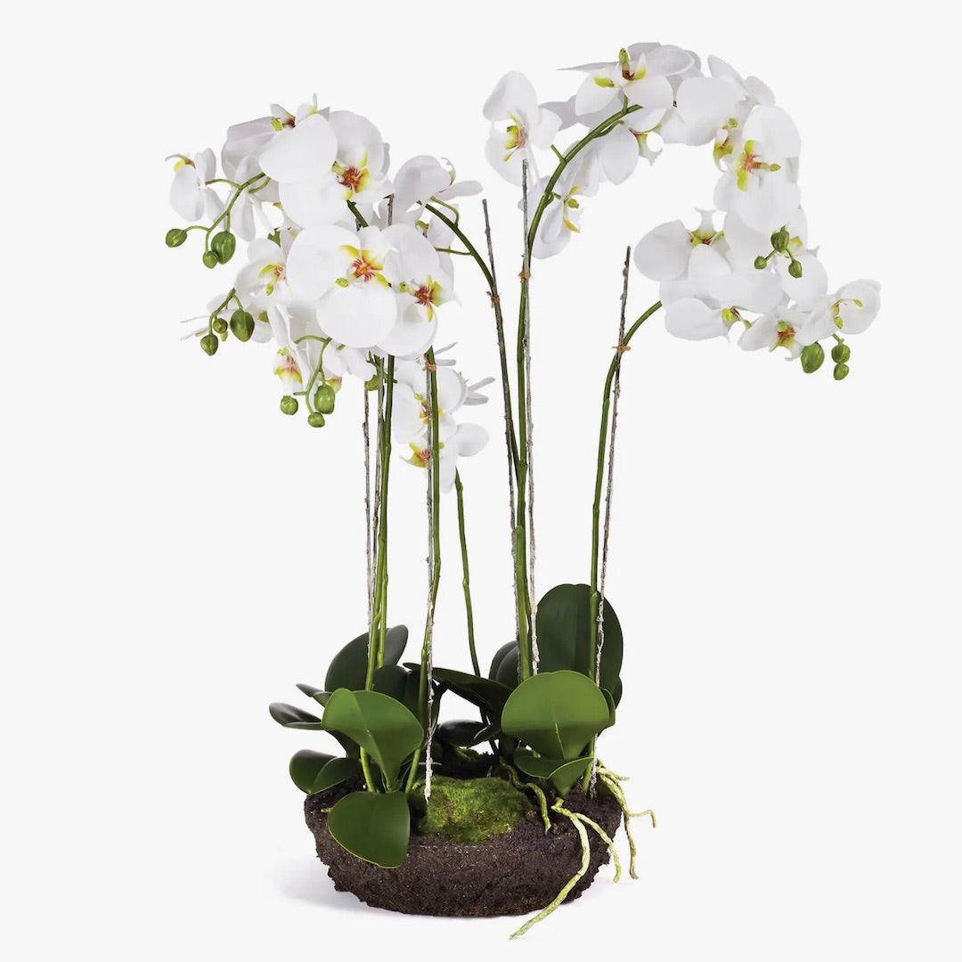Silk Orchids