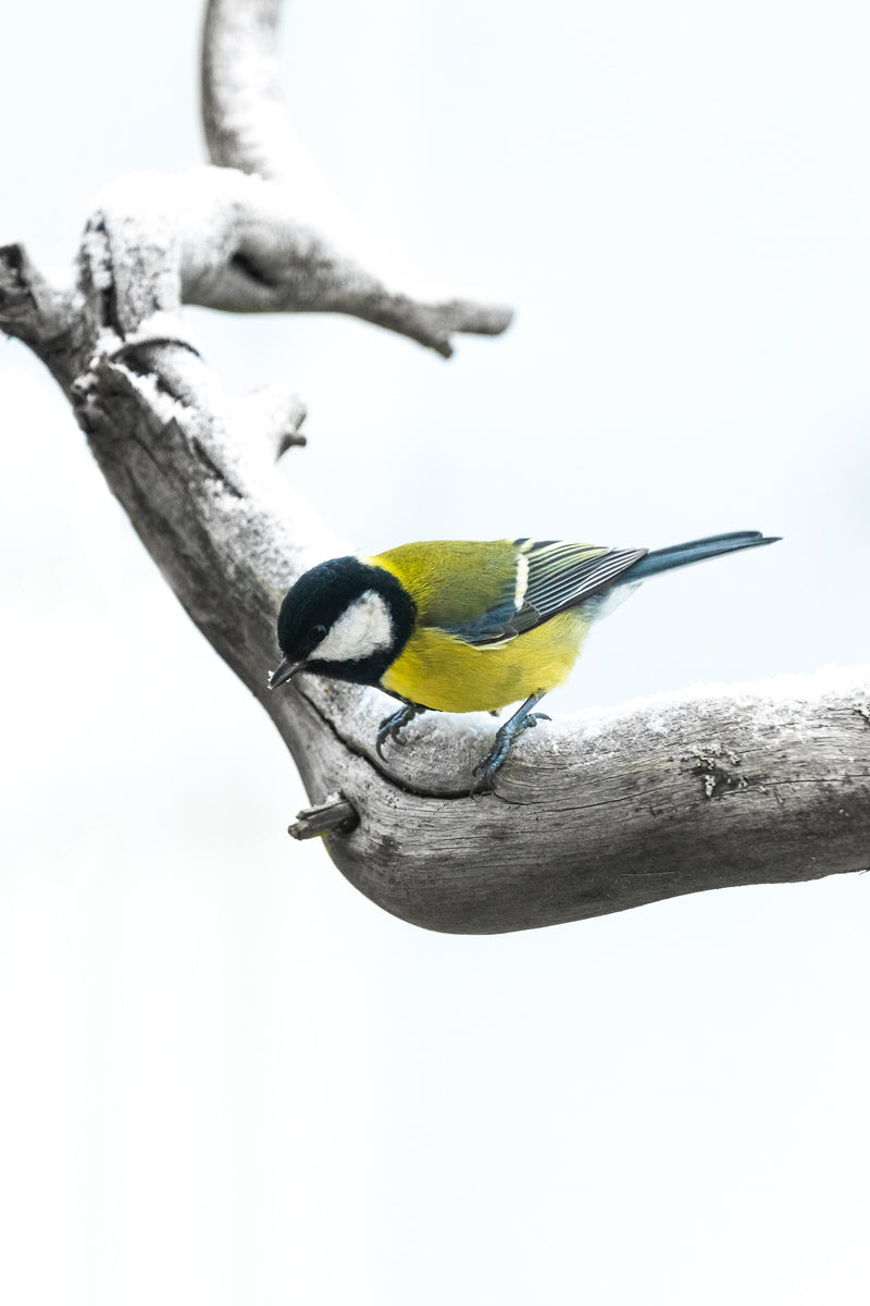 Photo of Bird on Branch - photo credit Philip Myrtorp 