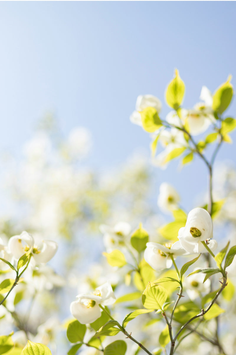 Apple Blossoms against a blue sky - Photo credit Tomoko Uji